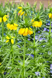 Fritillaria imperialis gemengd - mix BLOEMBOL *10 - afbeelding 4