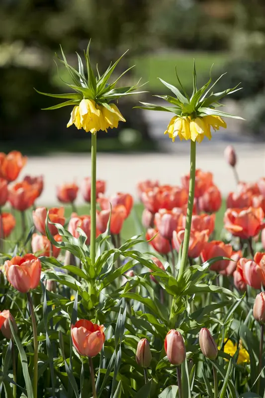 Fritillaria imperialis gemengd - mix BLOEMBOL *10 - afbeelding 5