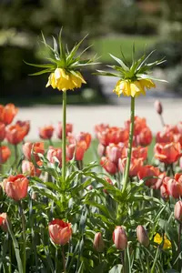 Fritillaria imperialis gemengd - mix BLOEMBOL *10 - afbeelding 5