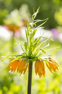 Fritillaria imperialis gemengd - mix BLOEMBOL *10 - afbeelding 3