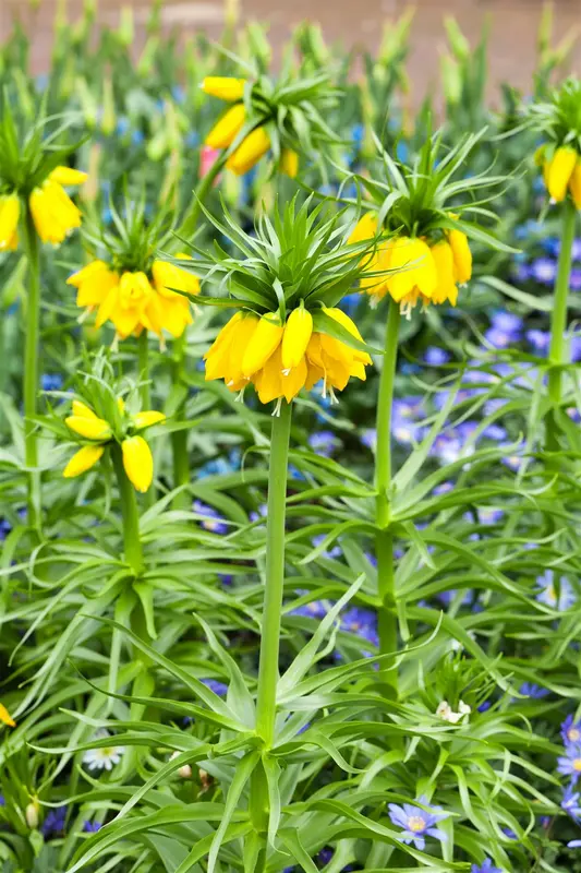 Lutea - afbeelding 2