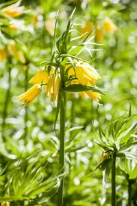 Lutea - afbeelding 3