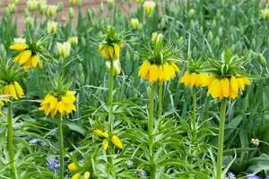 Lutea - afbeelding 3