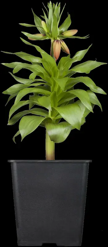 Rubra Maxima