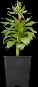 Rubra Maxima