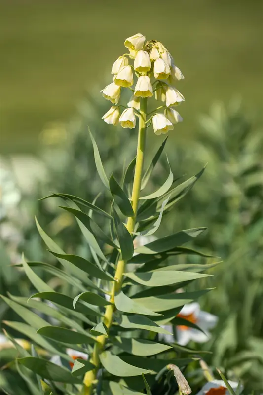 Ivory Bells - afbeelding 2