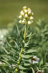 Ivory Bells - afbeelding 2