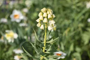 Ivory Bells - afbeelding 2