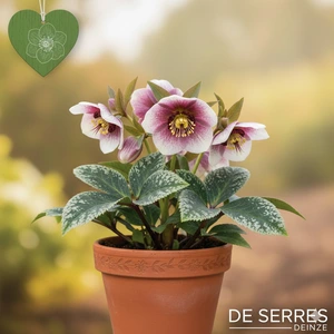 Helleborus 'Frostkiss® Glenda´s Gloss' P11