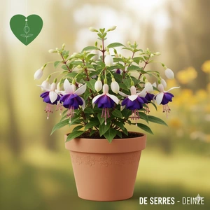 Fuchsia 'Delta´s Sarah' P9