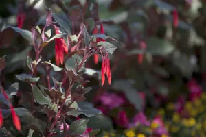 fuchsia gemengd-p14 bush 6/206 apu - afbeelding 5