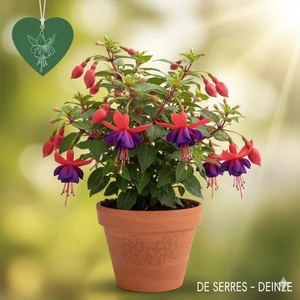Fuchsia 'Mrs. Popple' P9