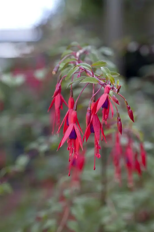 Fuchsia magell. 'Aurea' P9 - afbeelding 1