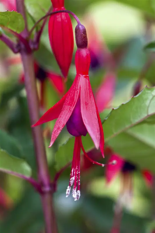 Fuchsia magell. 'Aurea' P9 - afbeelding 4