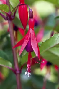 Fuchsia magell. 'Aurea' P9 - afbeelding 4