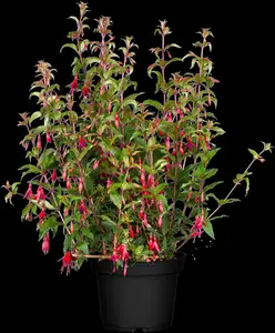 Fuchsia magell. 'Aurea' P9 - afbeelding 3
