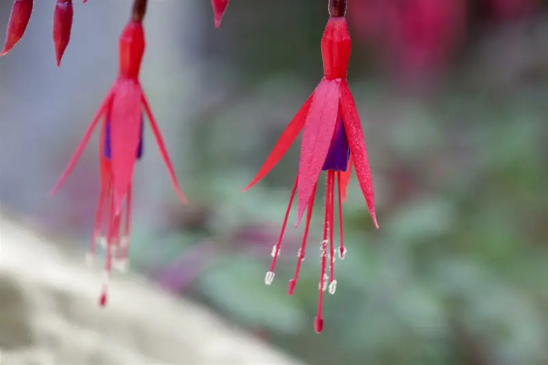 Fuchsia magell. 'Aurea' P9 - afbeelding 2