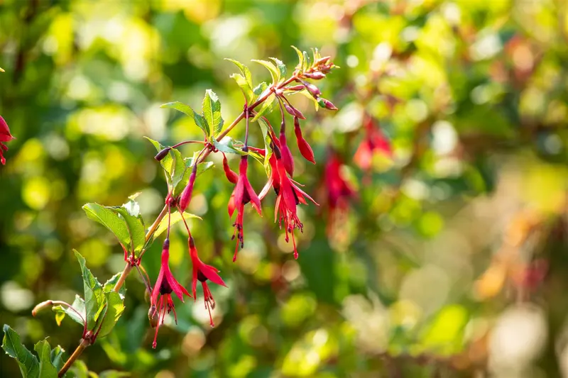 Fuchsia magell. 'Aurea' P9 - afbeelding 5