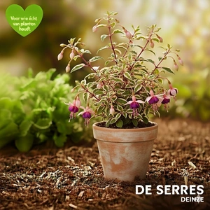 Fuchsia magellanica 'Tricolor' P9