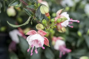 Patio Princess - afbeelding 3