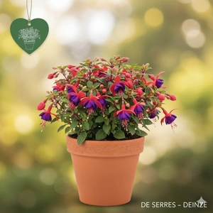 Fuchsia 'Son of Thumb' P10.5