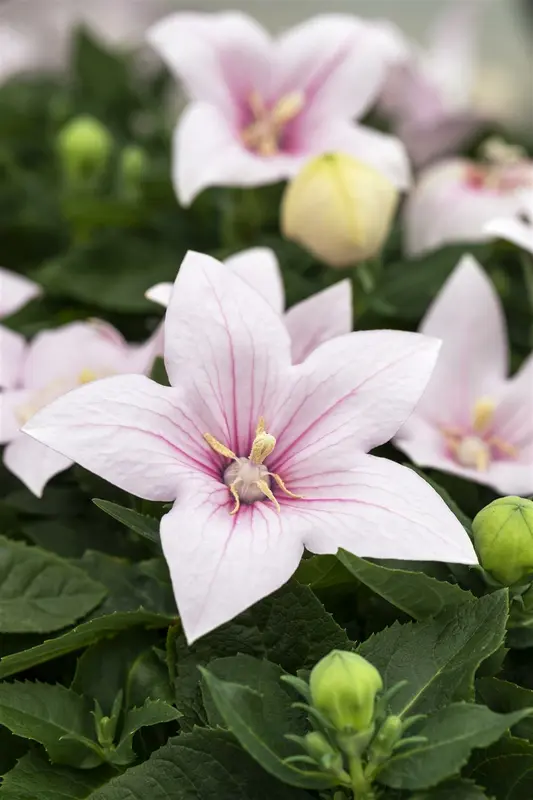 platycodon grand. 'fuji pink' P9