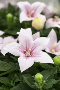 platycodon grand. 'fuji pink' P9
