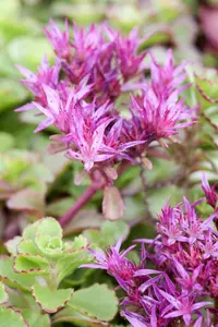 Sedum spur. 'Fuldaglut' P9 - afbeelding 1