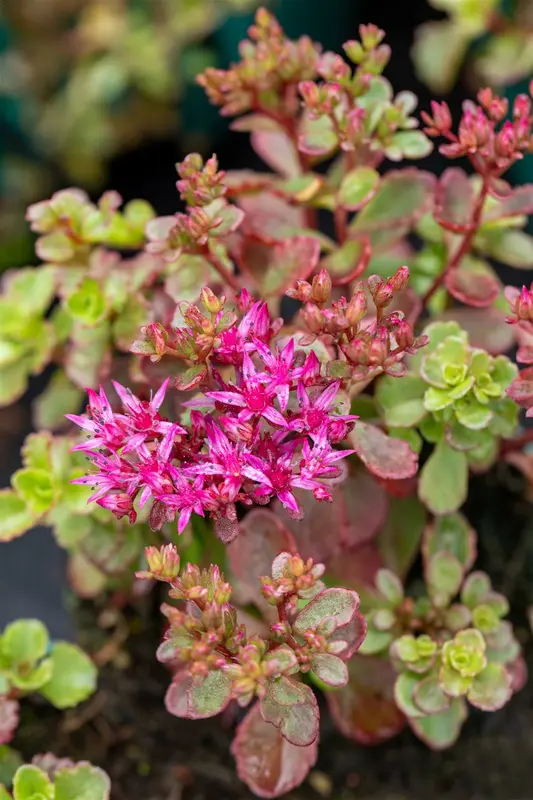 Sedum spur. 'Fuldaglut' P9 - afbeelding 4