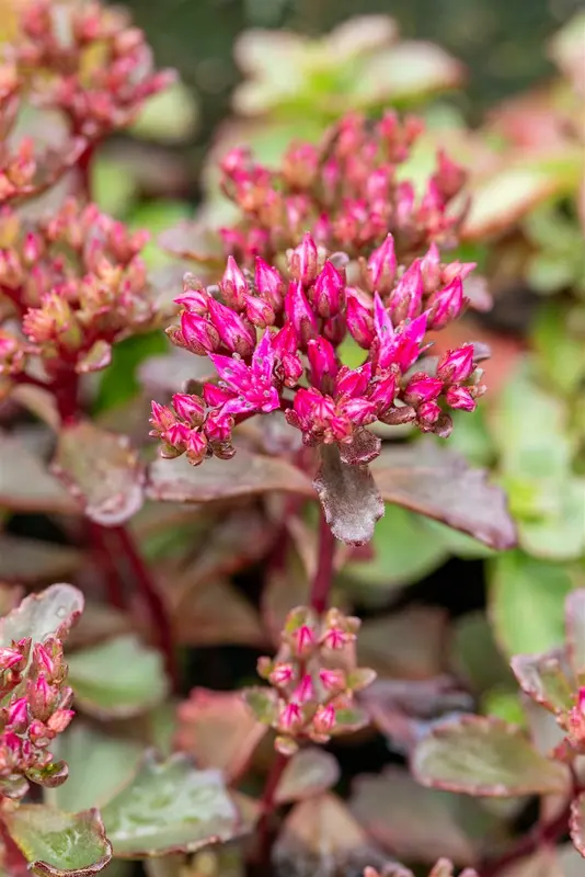 Sedum spur. 'Fuldaglut' P9 - afbeelding 3