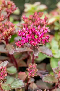 Sedum spur. 'Fuldaglut' P9 - afbeelding 3