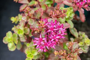Sedum spur. 'Fuldaglut' P9 - afbeelding 2