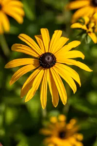 rudbeckia fulgida var. deamii P9 - afbeelding 2