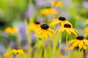 rudbeckia fulg. 'speciosa' P9 - afbeelding 3