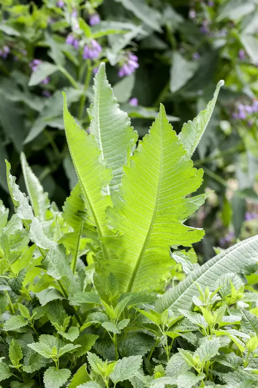 dipsacus fullonum P9 - afbeelding 1