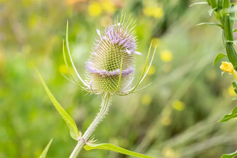 fullonum - afbeelding 2