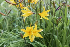 hemerocallis fulva P9 - afbeelding 5
