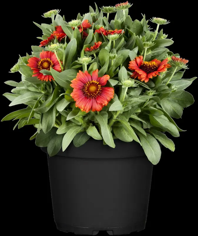 Gaillardia aristata 'African Sunset' P9 - afbeelding 3
