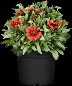Gaillardia aristata 'African Sunset' P9 - afbeelding 3