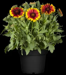 Gaillardia aristata 'African Sunset' P9 - afbeelding 1