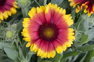 Gaillardia aristata 'African Sunset' P9 - afbeelding 2