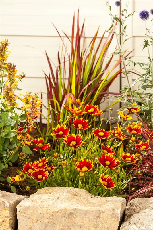 Gaillardia aristata 'Arizona Red Shades' P9 - afbeelding 4