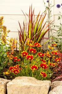 Gaillardia aristata 'Arizona Red Shades' P9 - afbeelding 4