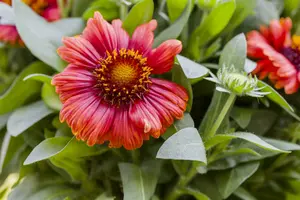 Gaillardia aristata 'Arizona Red Shades' P9 - afbeelding 3