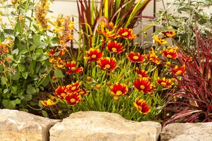 Gaillardia aristata 'Arizona Red Shades' P9 - afbeelding 5