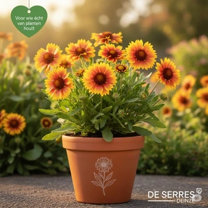Gaillardia aristata 'Amber Wheels' P9