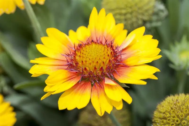 Gaillardia 'Maxima Aurea' P9