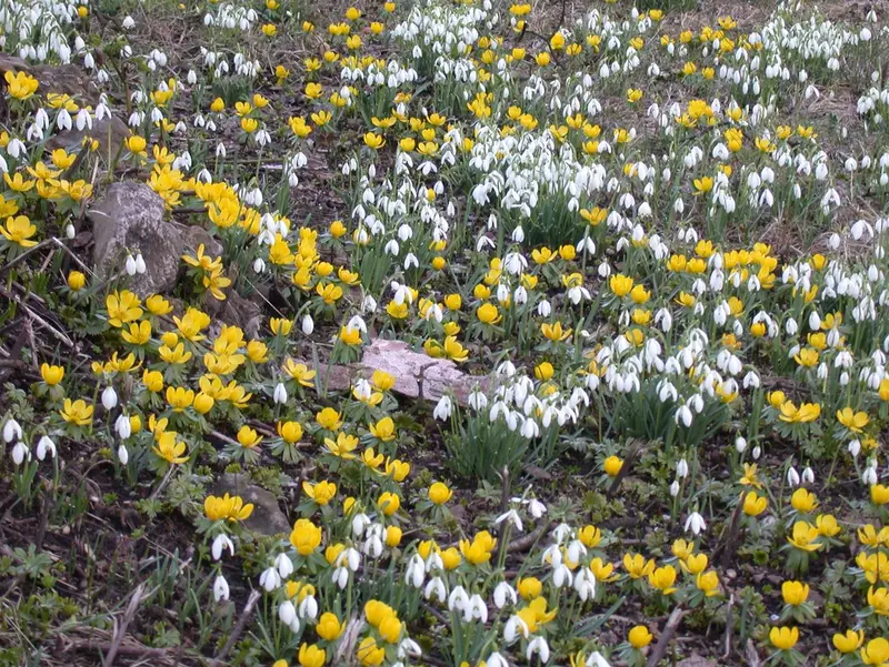 galanthus elwesii (enkel/simple)