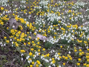 galanthus elwesii (enkel/simple)