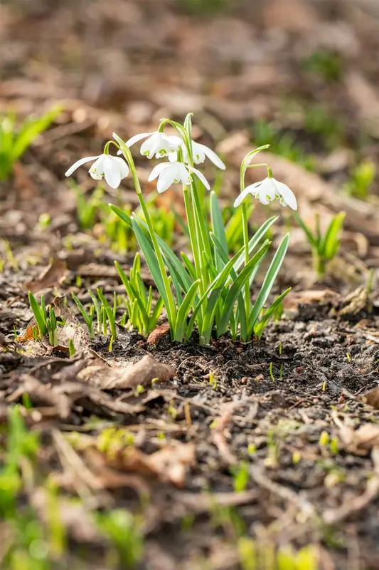 Flore Pleno - afbeelding 2